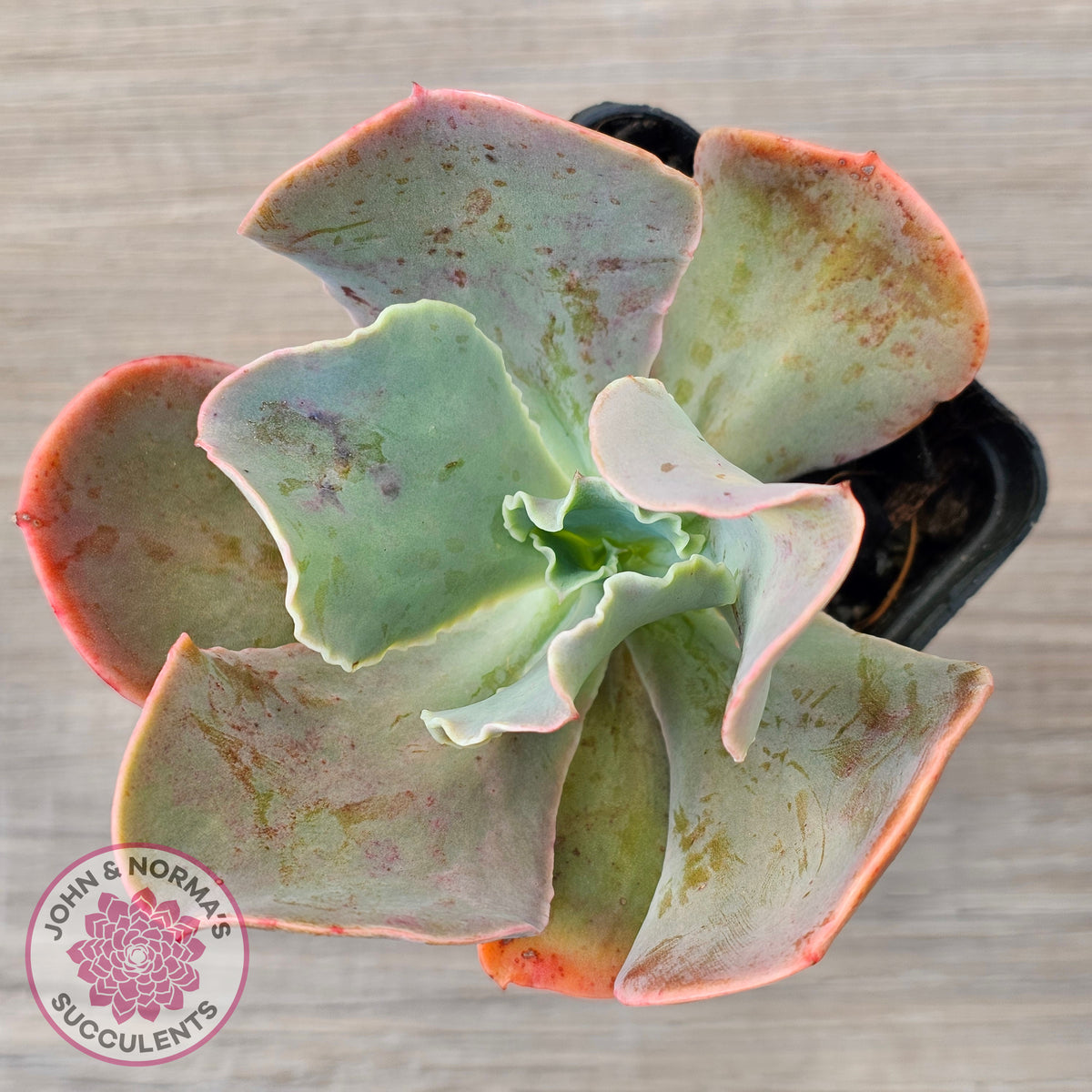 Echeveria 'Pastel'