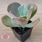 Echeveria 'Pastel'