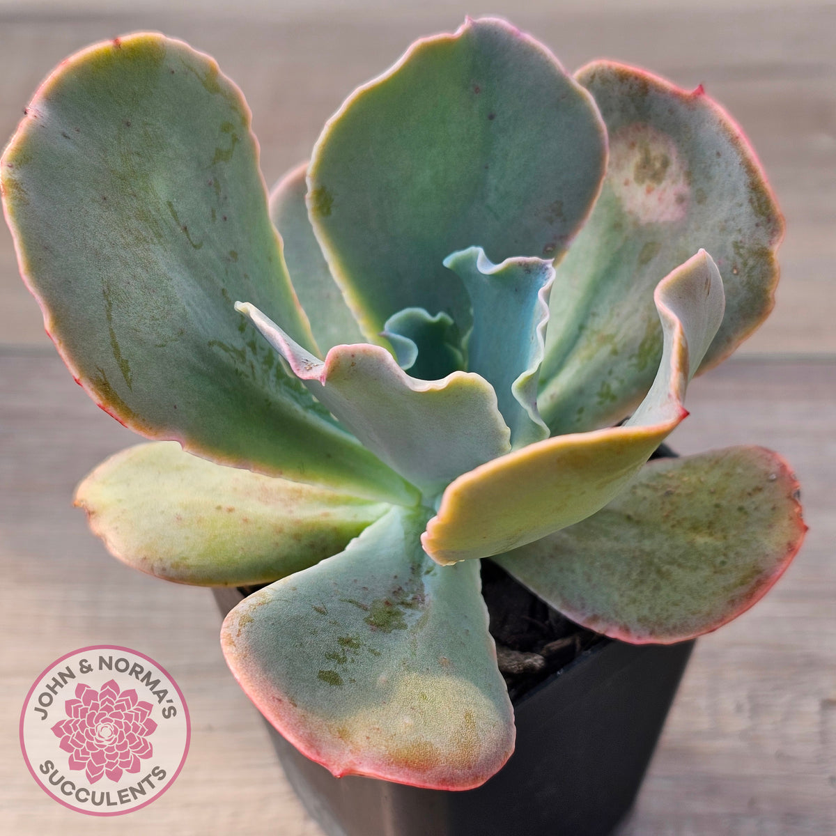 Echeveria 'Pastel'