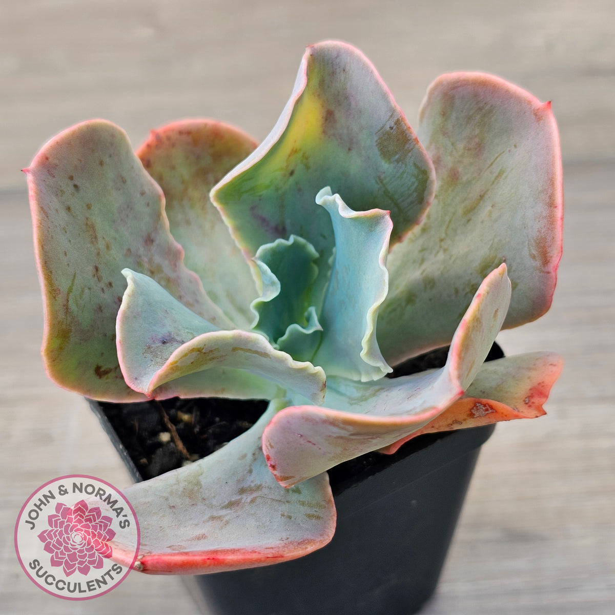 Echeveria 'Pastel'
