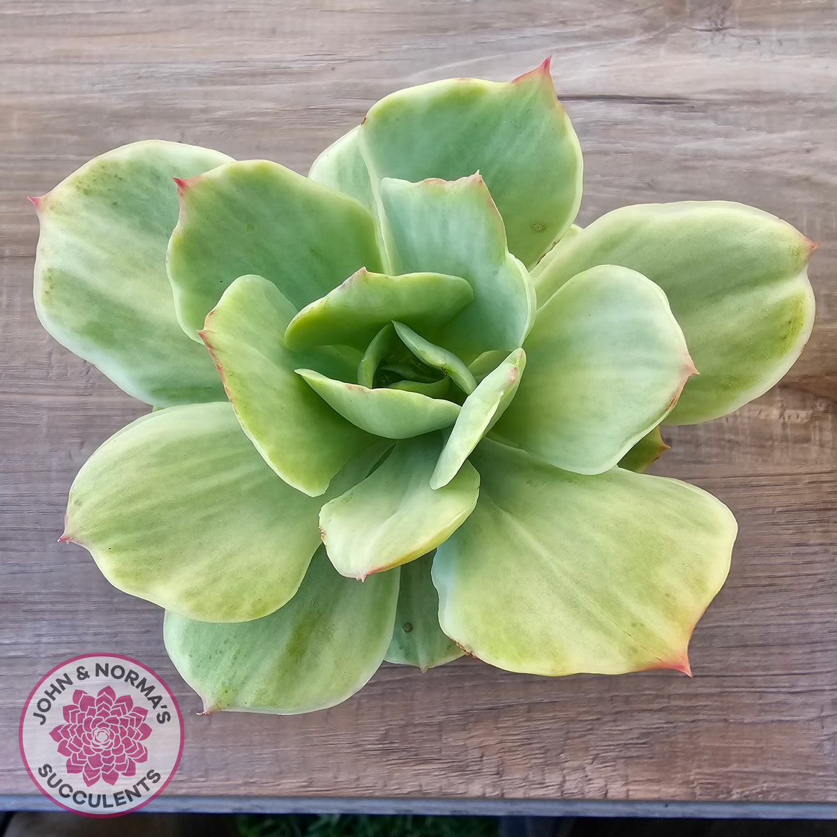 Echeveria 'Peach Pride' Silk Variegata