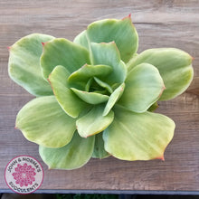 Load image into Gallery viewer, Echeveria 'Peach Pride' Silk Variegata
