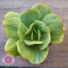 Echeveria 'Peach Pride' Silk Variegata