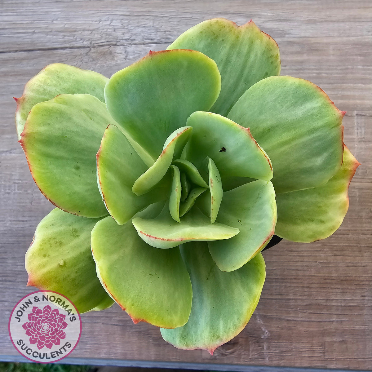 Echeveria 'Peach Pride' Silk Variegata
