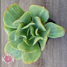 Echeveria 'Peach Pride' Silk Variegata