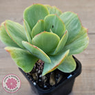 Echeveria 'Peach Pride' Silk Variegata