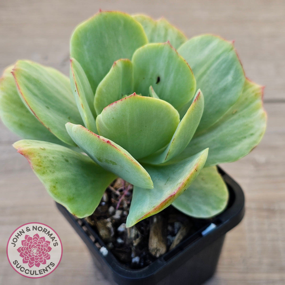 Echeveria 'Peach Pride' Silk Variegata