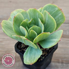 Echeveria 'Peach Pride' Silk Variegata