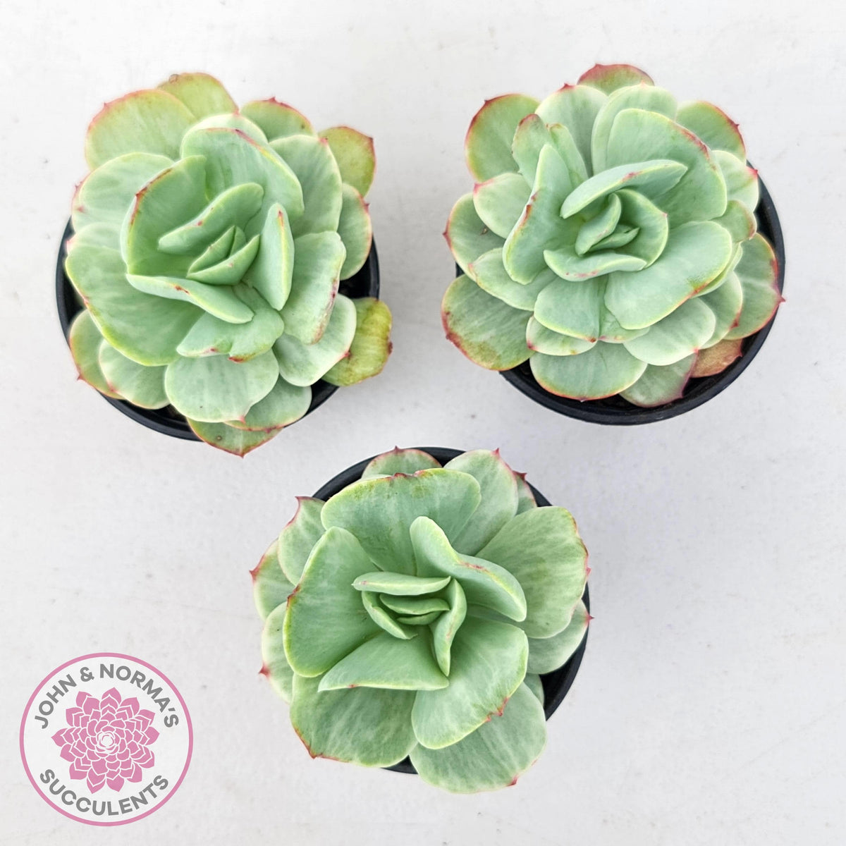 Echeveria 'Peach Pride' Silk Variegata