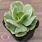 Echeveria 'Peach Pride' Silk Variegata