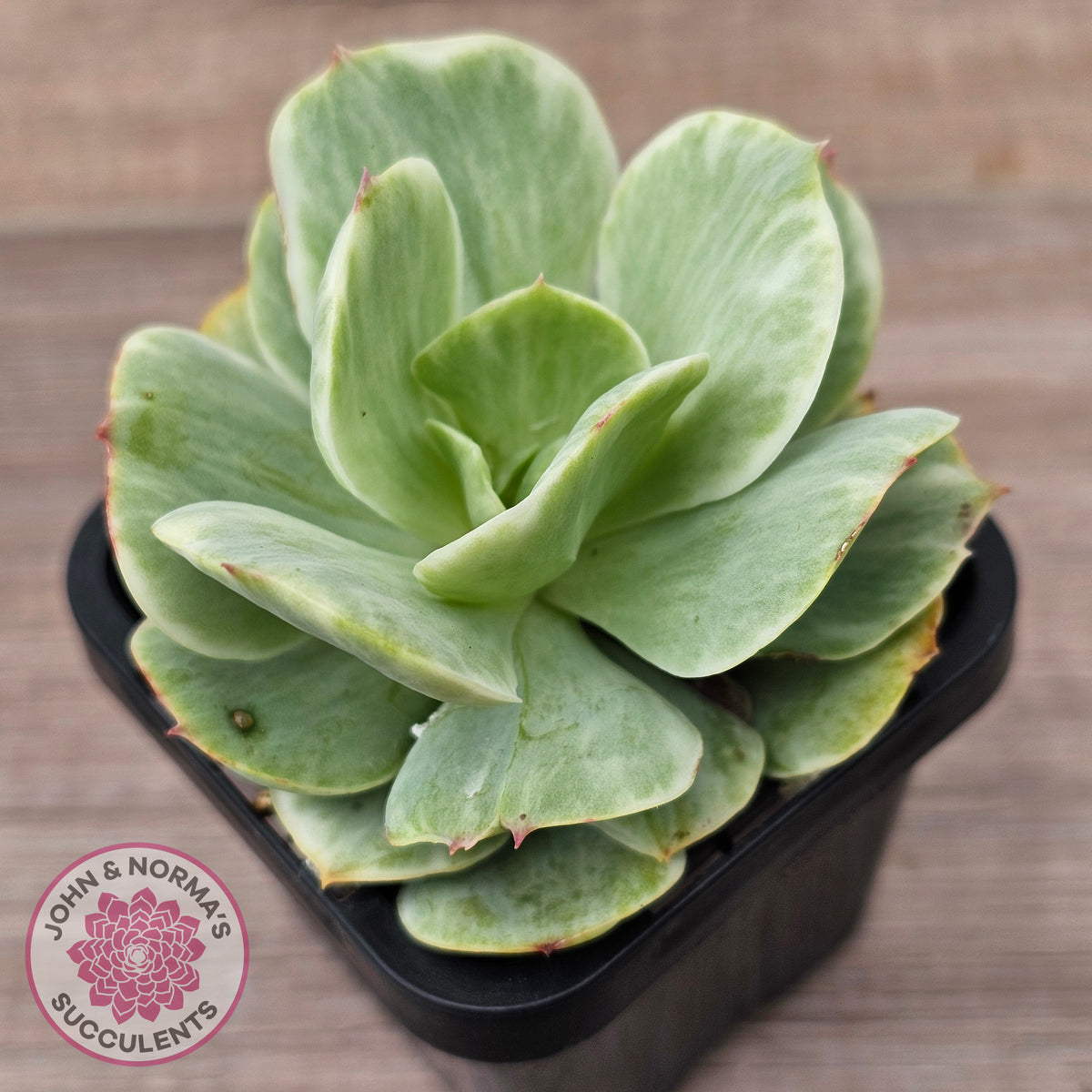Echeveria 'Peach Pride' Silk Variegata