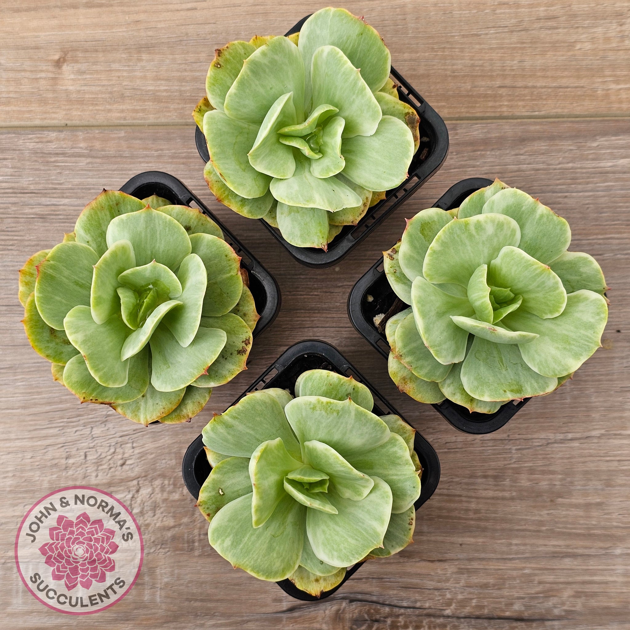 peach pride succulent Buy Echeveria 'Peach Pride' Silk Variegata Australia