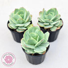 Echeveria 'Peach Pride' Silk Variegata
