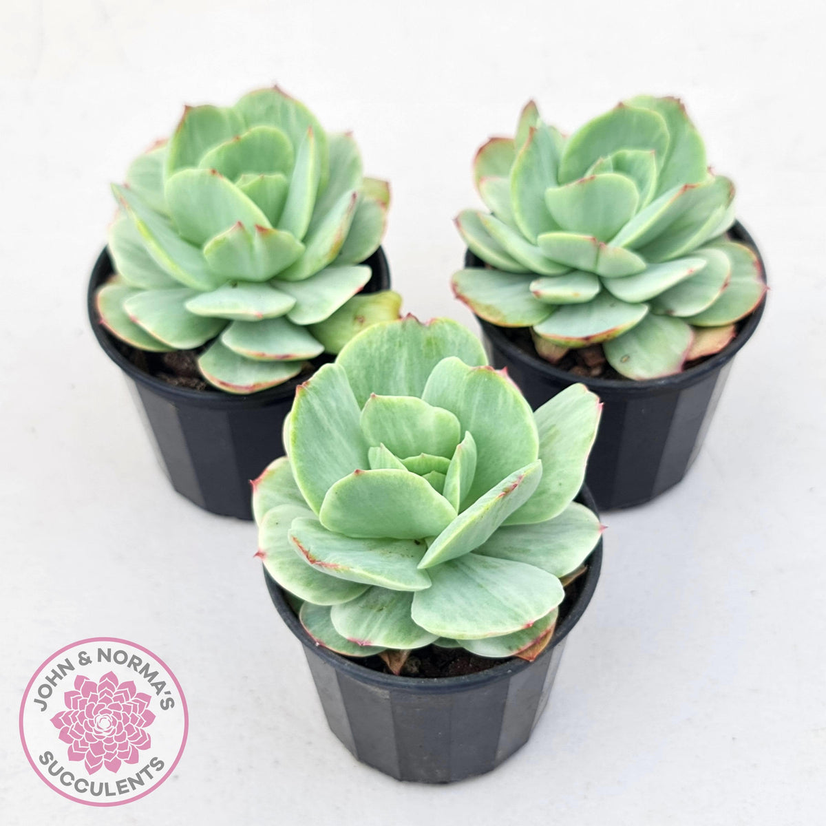 Echeveria 'Peach Pride' Silk Variegata