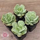 Echeveria 'Peach Pride' Silk Variegata