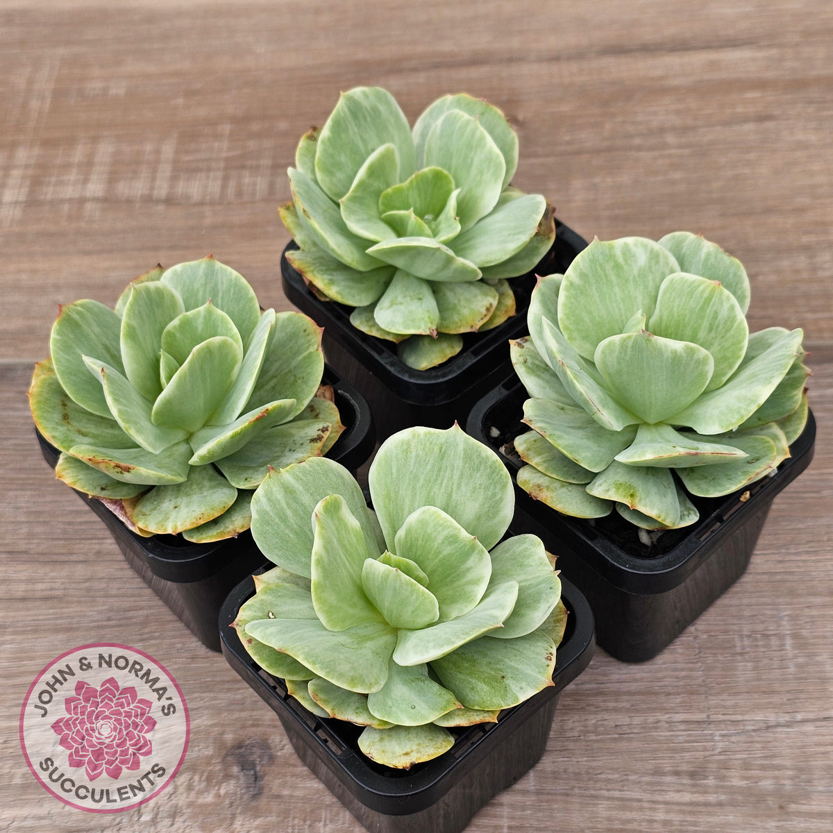 Echeveria 'Peach Pride' Silk Variegata