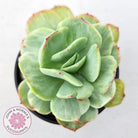 Echeveria 'Peach Pride' Silk Variegata