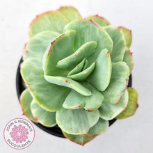 Load image into Gallery viewer, Echeveria &#39;Peach Pride&#39; variegata - John &amp; Norma&#39;s Succulents Australia
