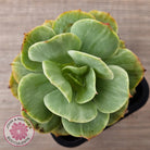 Echeveria 'Peach Pride' Silk Variegata