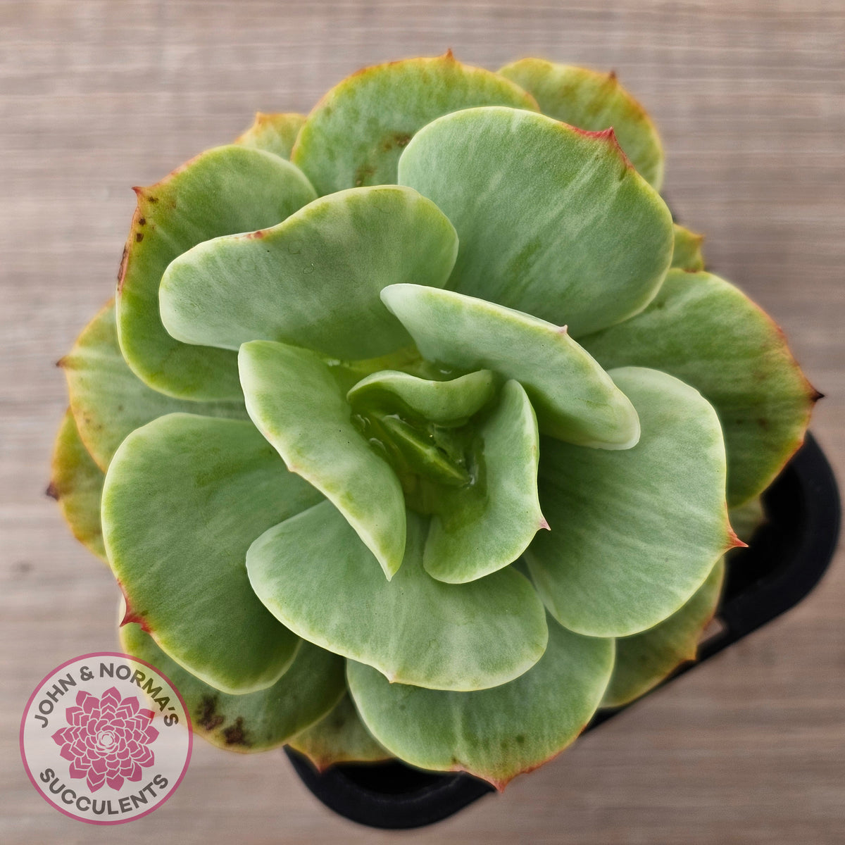 Echeveria 'Peach Pride' Silk Variegata