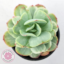 Load image into Gallery viewer, Echeveria &#39;Peach Pride&#39; variegata - John &amp; Norma&#39;s Succulents Australia
