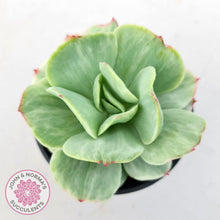 Load image into Gallery viewer, Echeveria &#39;Peach Pride&#39; variegata - John &amp; Norma&#39;s Succulents Australia
