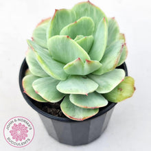 Load image into Gallery viewer, Echeveria &#39;Peach Pride&#39; variegata - John &amp; Norma&#39;s Succulents Australia
