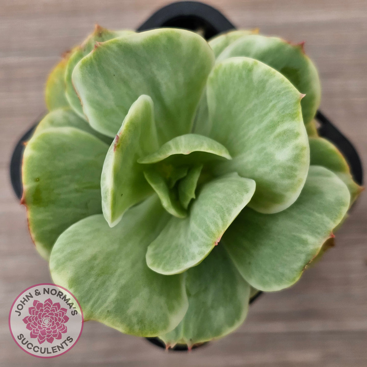 Echeveria 'Peach Pride' Silk Variegata