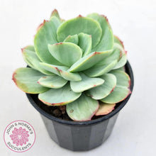 Load image into Gallery viewer, Echeveria &#39;Peach Pride&#39; variegata - John &amp; Norma&#39;s Succulents Australia
