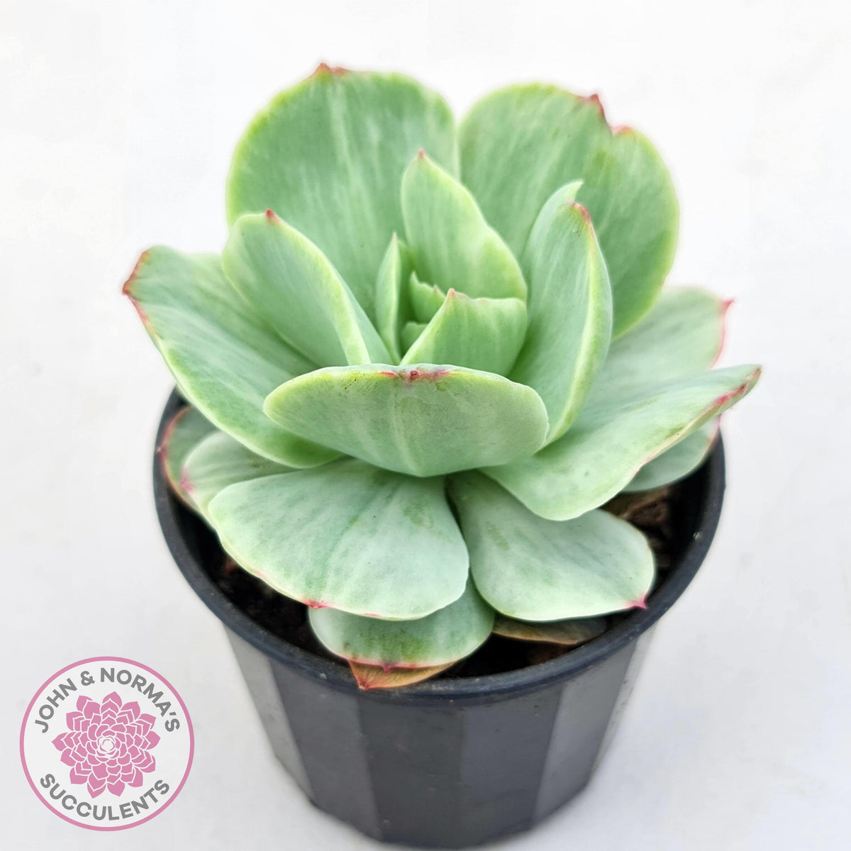 Echeveria 'Peach Pride' Silk Variegata