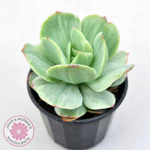 Load image into Gallery viewer, Echeveria &#39;Peach Pride&#39; variegata - John &amp; Norma&#39;s Succulents Australia
