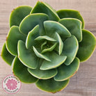 Echeveria 'Peach Pride'