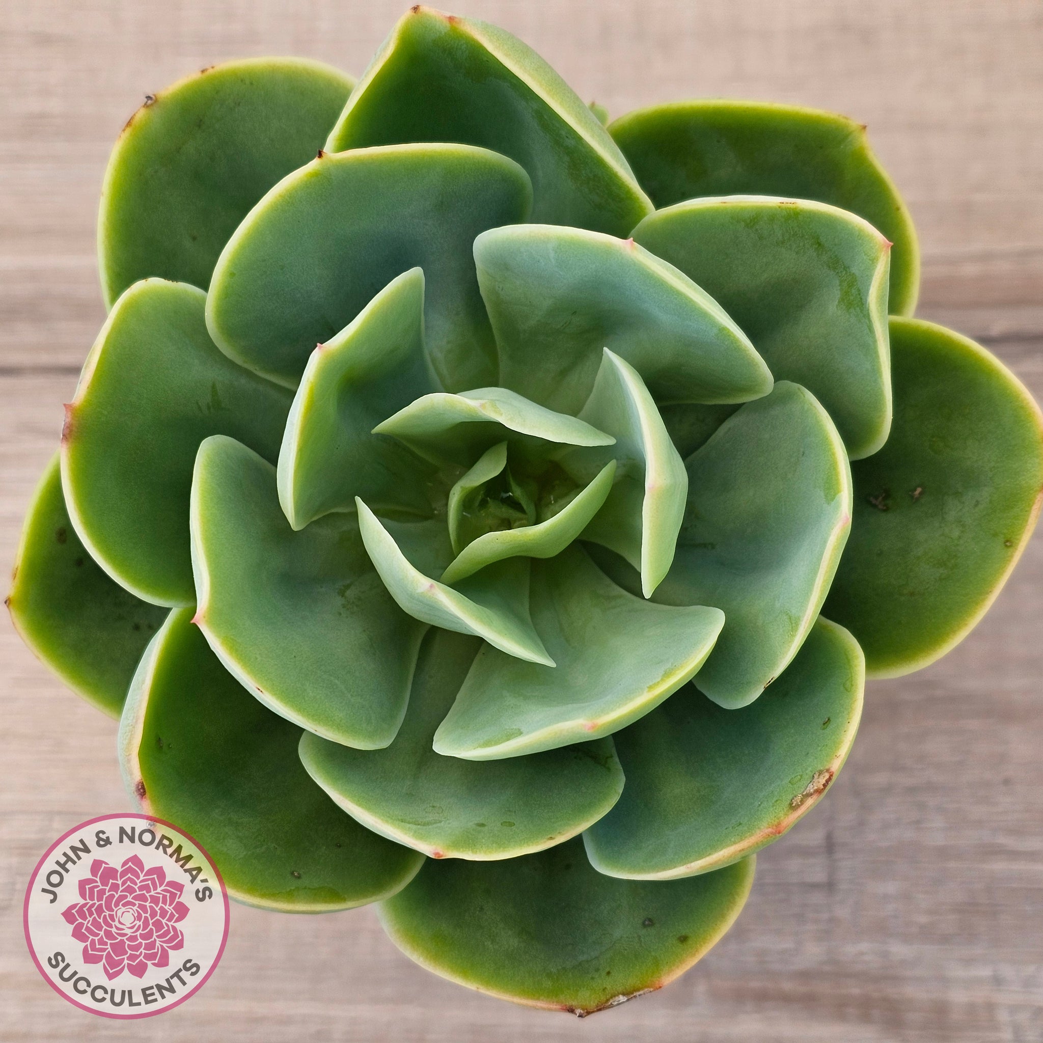 succulent peach Buy Echeveria 'Peach Pride' Australia