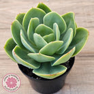 Echeveria 'Peach Pride'
