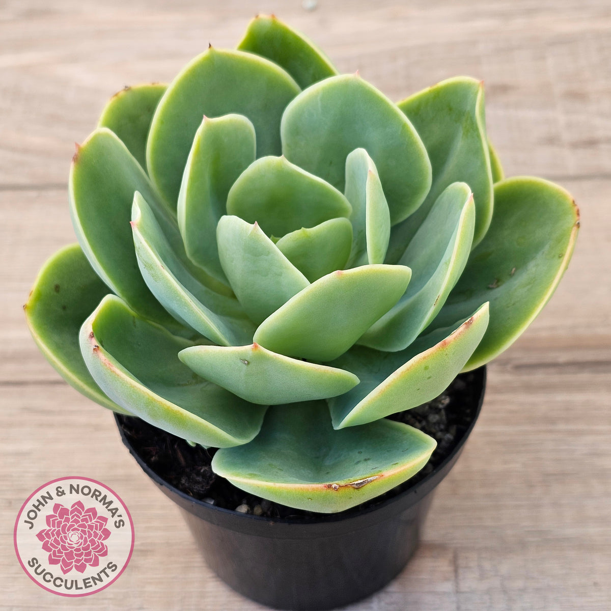 Echeveria 'Peach Pride'