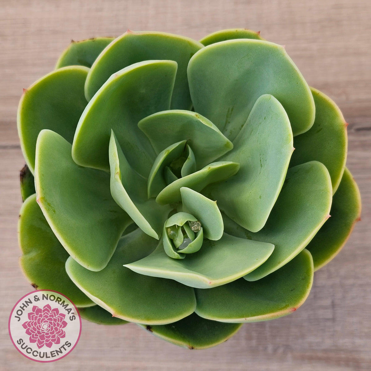 Echeveria 'Peach Pride'