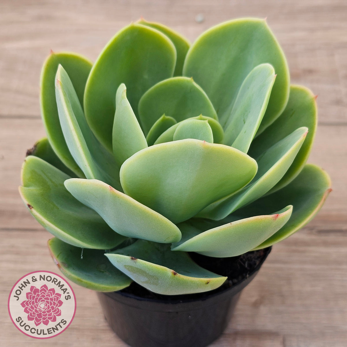 Echeveria 'Peach Pride'