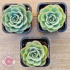 Echeveria Peaches and Cream