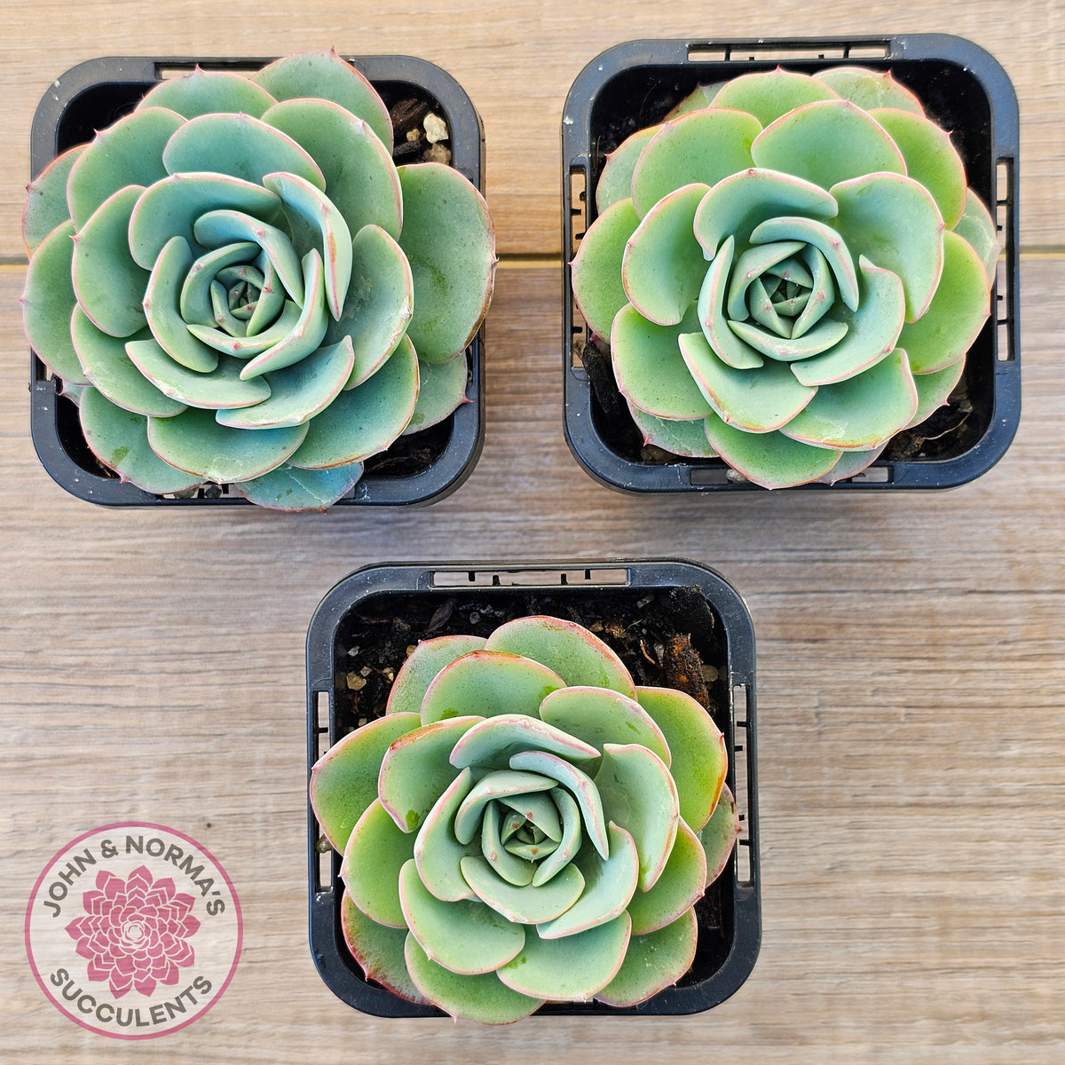 Echeveria Peaches and Cream