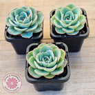 Echeveria Peaches and Cream