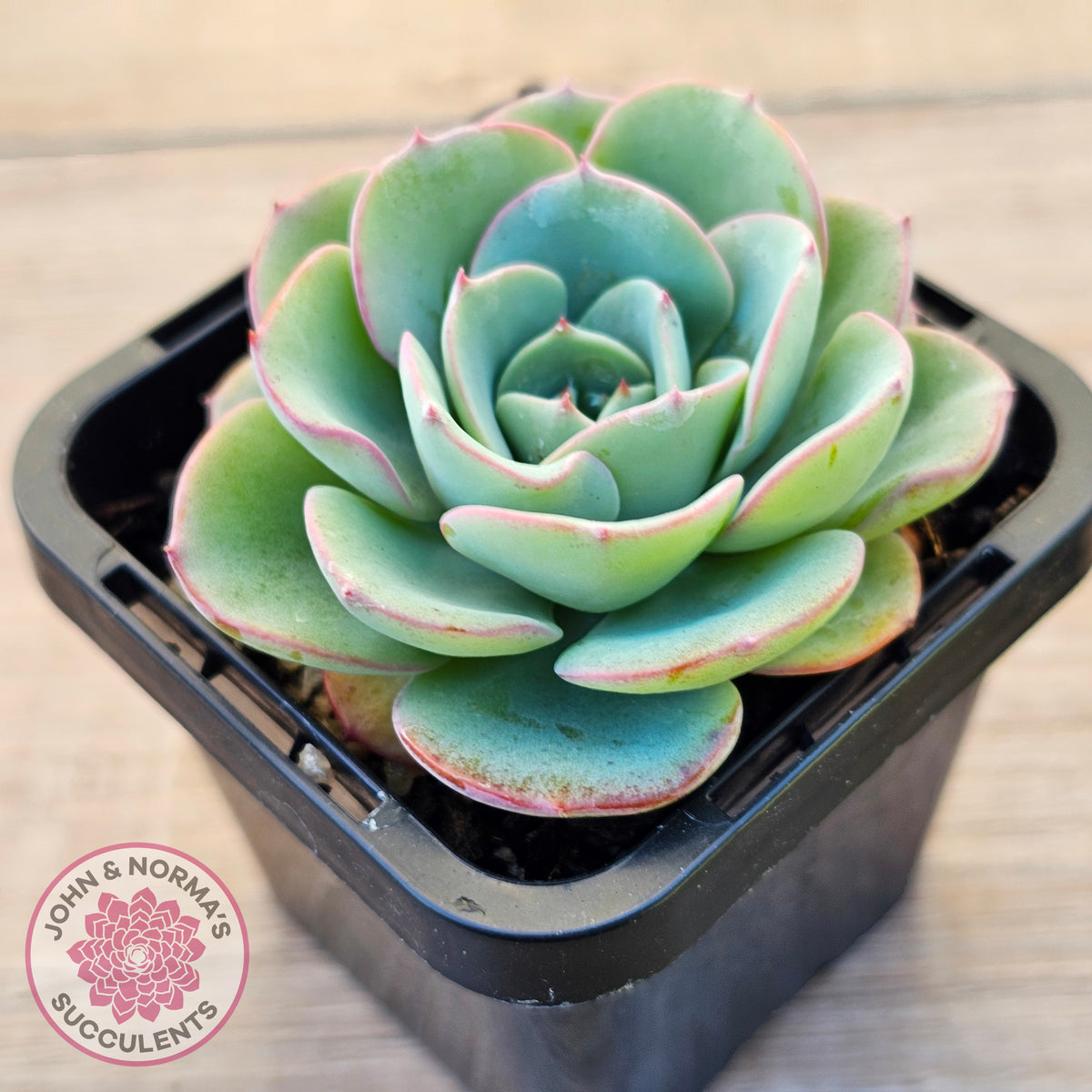 Echeveria Peaches and Cream