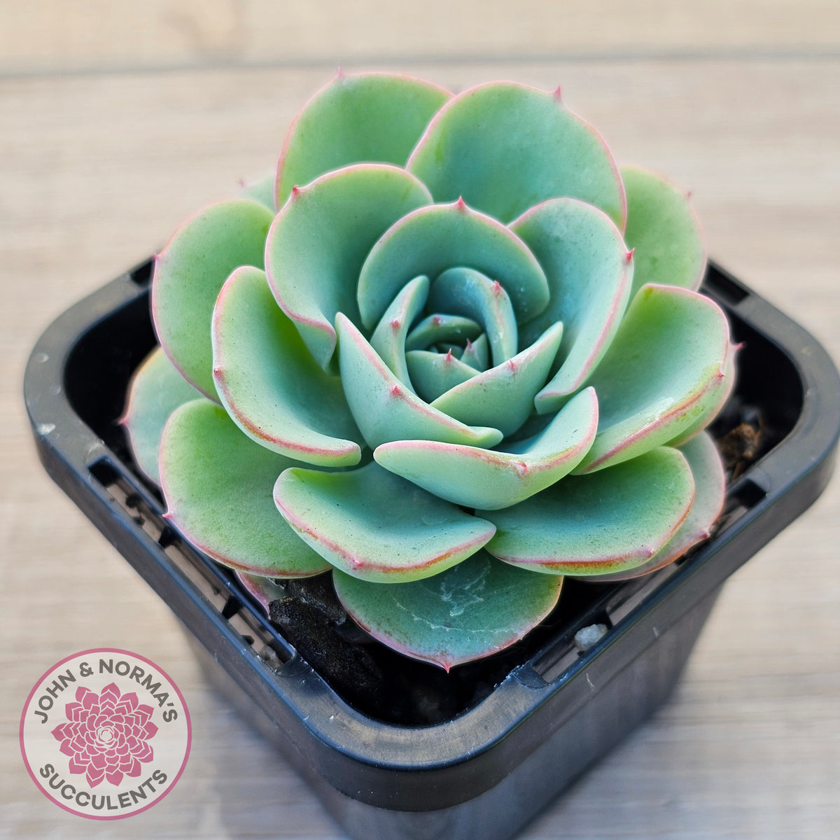 Echeveria Peaches and Cream