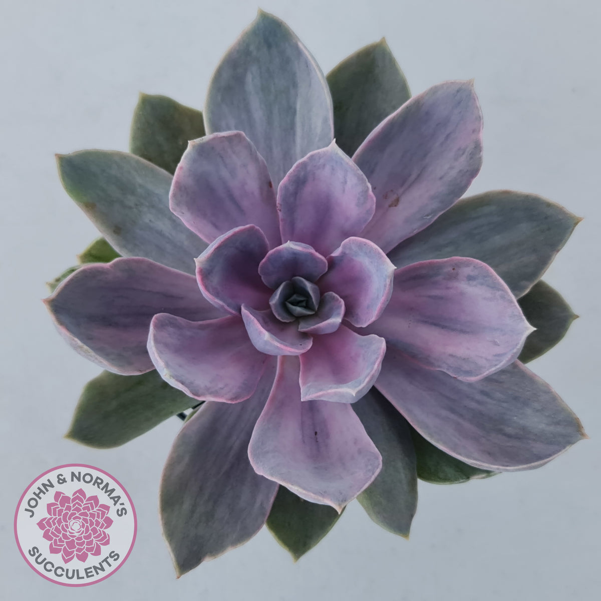 Echeveria Perle Von Nurnberg Variegata