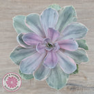 Echeveria Perle Von Nurnberg Variegata