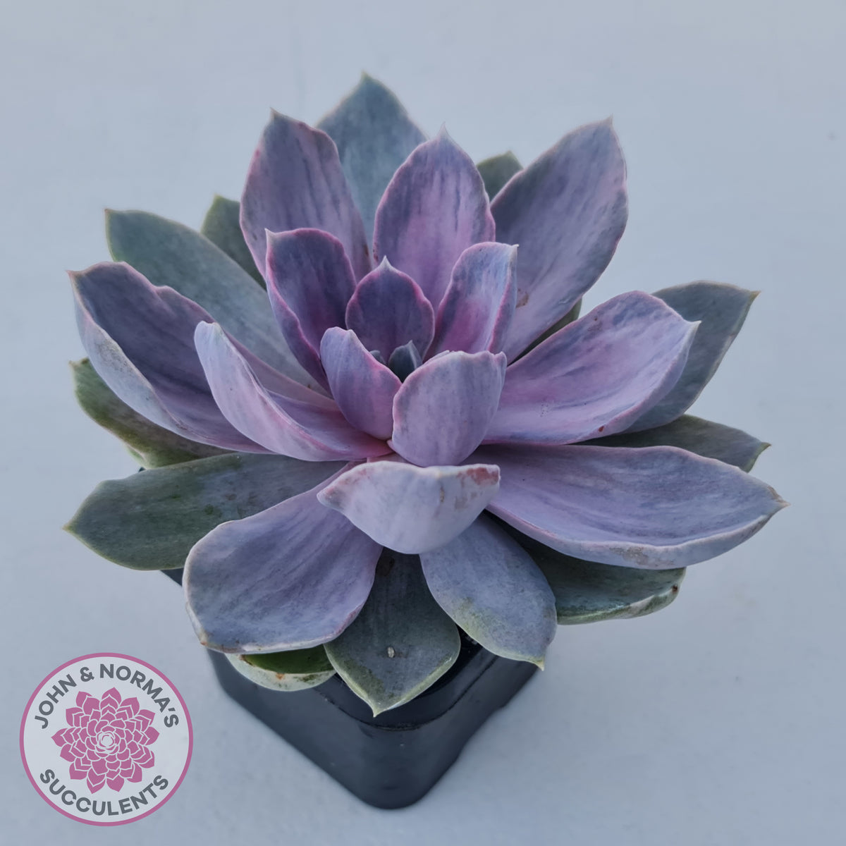 Echeveria Perle Von Nurnberg Variegata