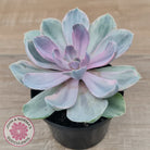 Echeveria Perle Von Nurnberg Variegata