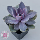 Echeveria Perle Von Nurnberg Variegata