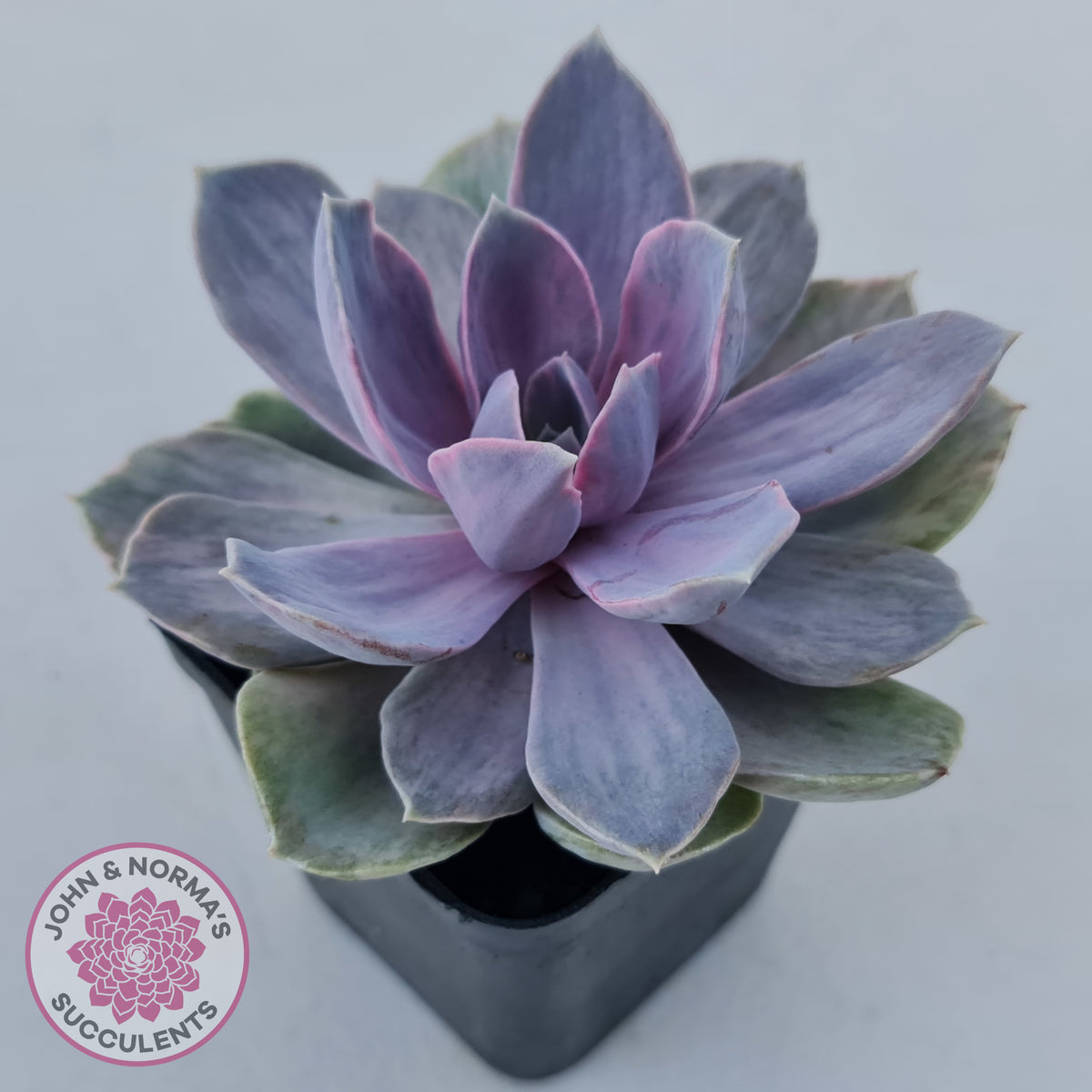Echeveria Perle Von Nurnberg Variegata