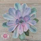 Echeveria Perle Von Nurnberg Variegata