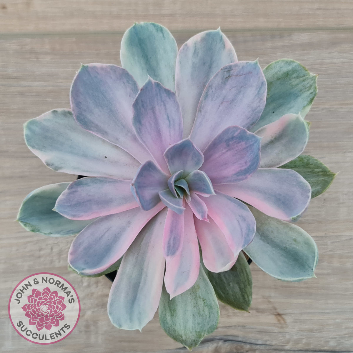 Echeveria Perle Von Nurnberg Variegata
